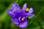 Tradescantia virginiana