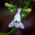 Penstemon digitalis
