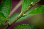 Ilex verticillata 'Winter Red'