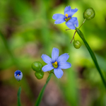Sisyrinchium angustifolium