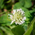 Trifolium repens