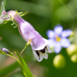 Penstemon hirsutus