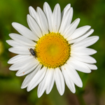 Leucanthemum × superbum