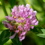 Trifolium pratense