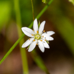 Stellaria graminea