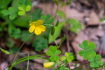 Oxalis stricta