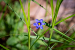 Sisyrinchium angustifolium
