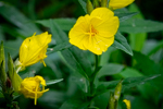 Oenothera fruticosa