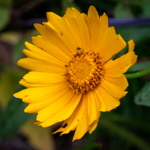 Coreopsis lanceolata