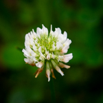 Trifolium repens