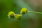 Carex molesta