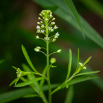 Lepidium virginicum