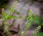 Lepidium virginicum
