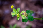 Medicago lupulina
