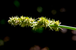Carex vulpinoidea