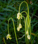 Allium cernuum