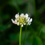 Trifolium repens