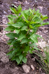 Eupatorium purpureum 'FLOREUPRE1'