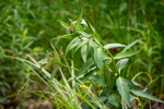 Asclepias incarnata 'Cinderella'