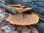 Cerioporus squamosus