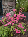 Rhododendron periclymenoides