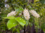 Prunus serotina