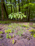 Aesculus parviflora