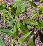Aesculus parviflora