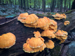 Laetiporus sulphureus