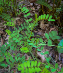 Securigera varia
