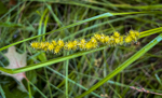 Carex vulpinoidea