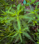 Achillea millefolium