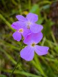 Hesperis matronalis