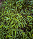 Microstegium vimineum