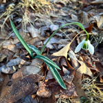 Galanthus nivalis