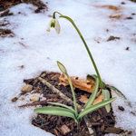 Galanthus nivalis