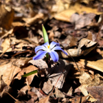 Scilla luciliae