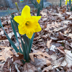 Narcissus pseudonarcissus 'Dutch Master'