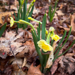 Narcissus tazetta 'Minnow'