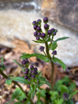 Packera aurea