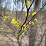 Lindera benzoin