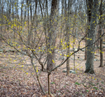 Lindera benzoin