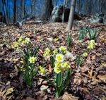 Narcissus tazetta 'Minnow'