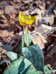 Erythronium americanum