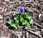 Viola sororia
