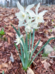 Narcissus triandrus 'Thalia'