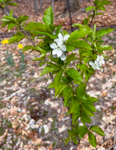 Prunus avium 'Compact Stella'