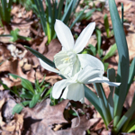 Narcissus triandrus 'Thalia'