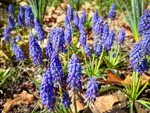 Muscari armeniacum