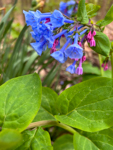 Mertensia virginica